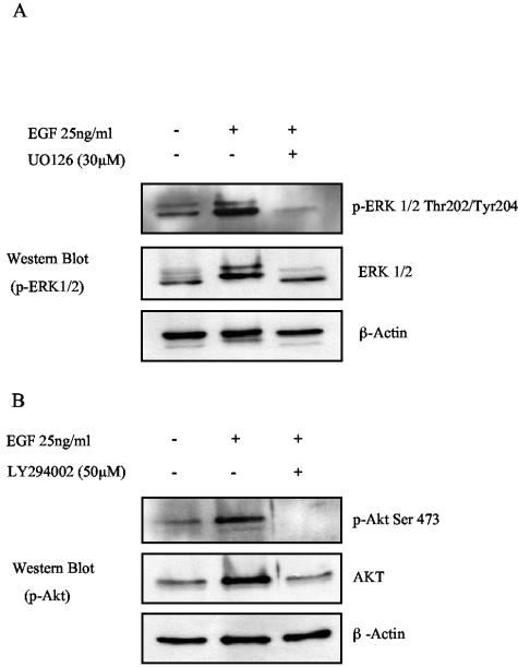 FIG. 9.