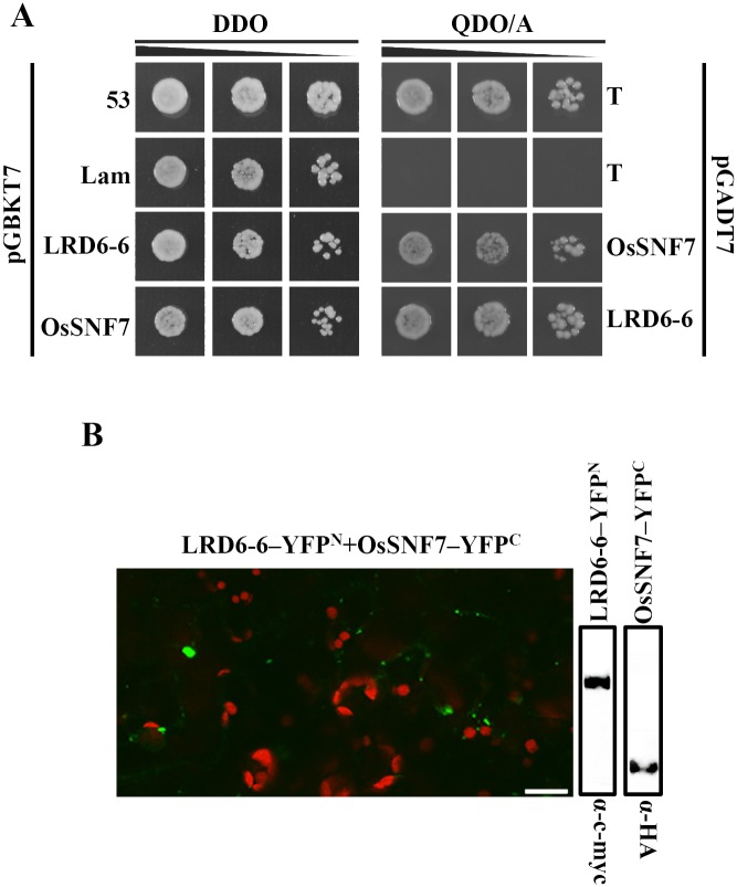 Fig 11