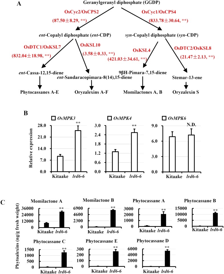 Fig 10