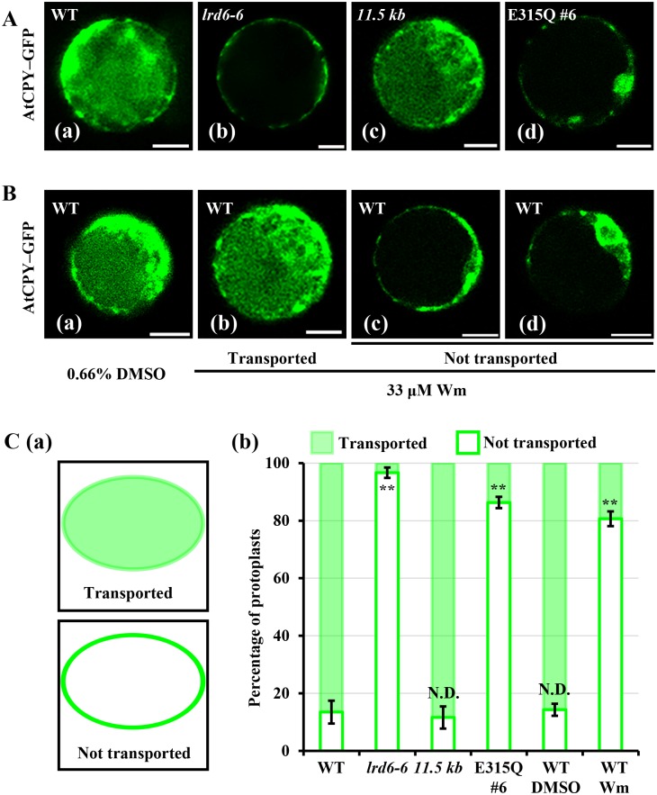 Fig 8