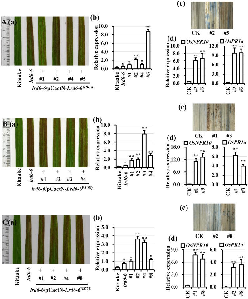 Fig 6