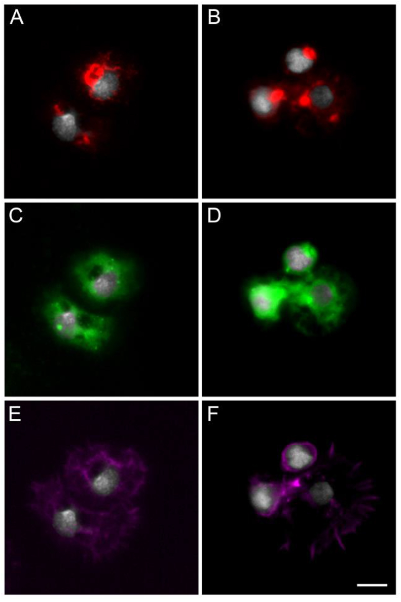 Fig. 8