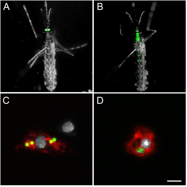 Fig. 4