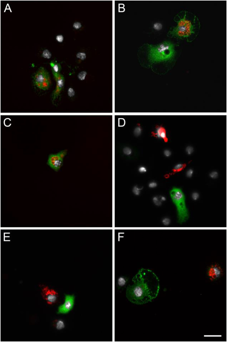 Fig. 6