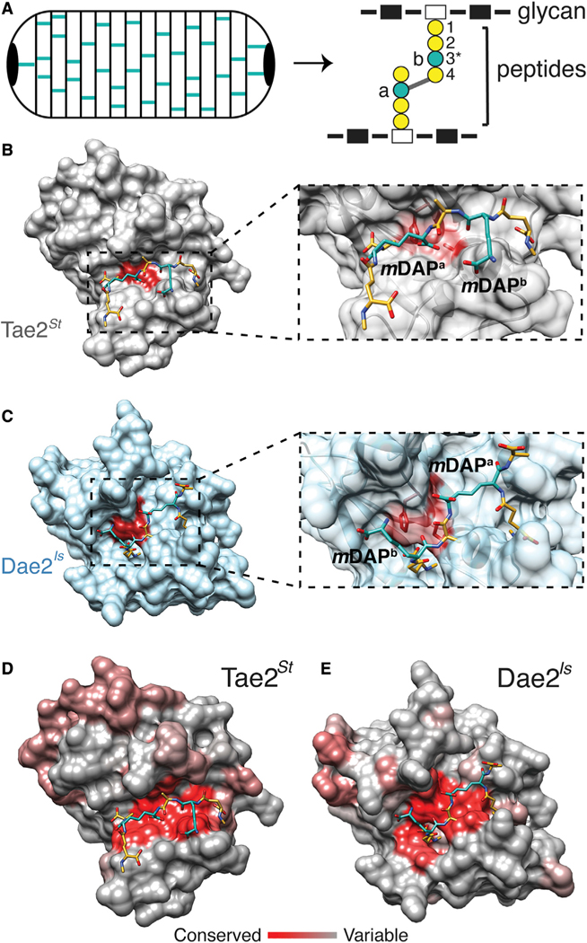 Figure 2.