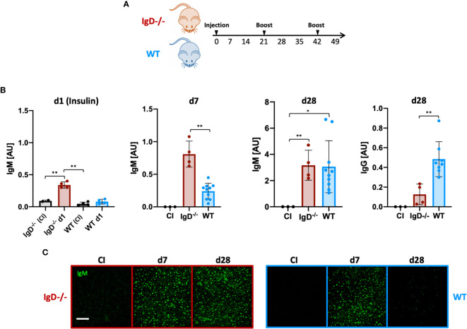 Figure 3