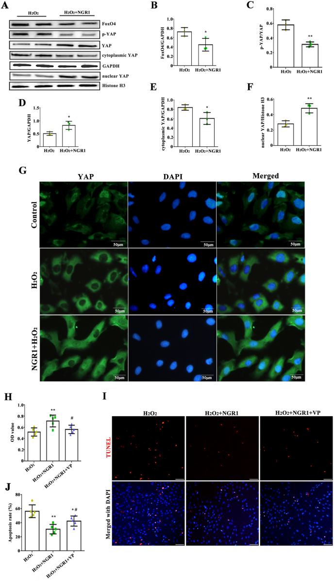 Fig. 12