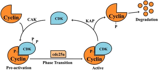 Fig. (4)