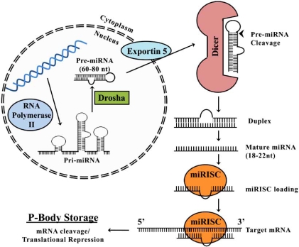 Fig. (6)