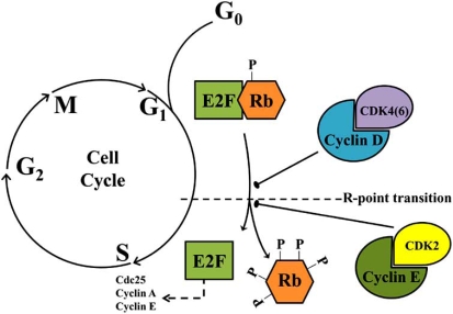 Fig. (1)