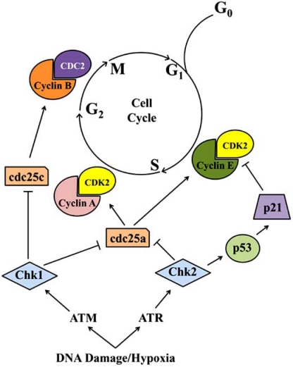 Fig. (3)