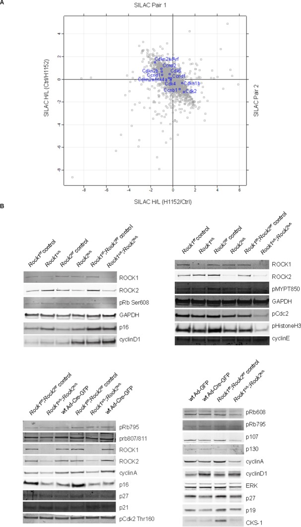 Figure 4—figure supplement 2.