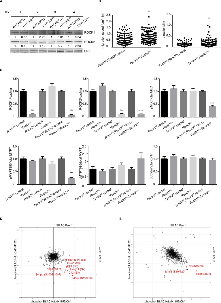 Figure 2—figure supplement 1.