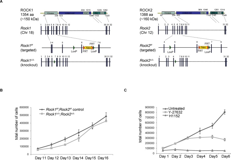 Figure 1—figure supplement 1.