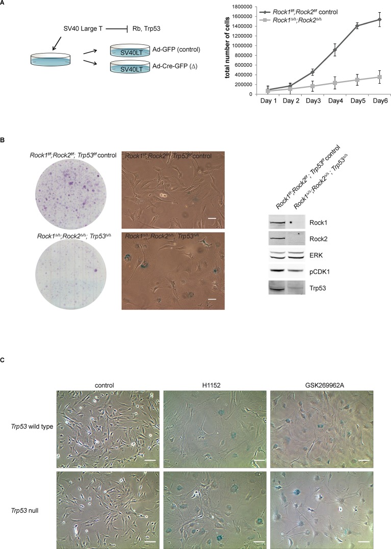 Figure 4—figure supplement 1.