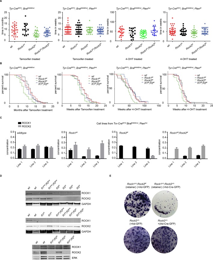 Figure 6—figure supplement 1.