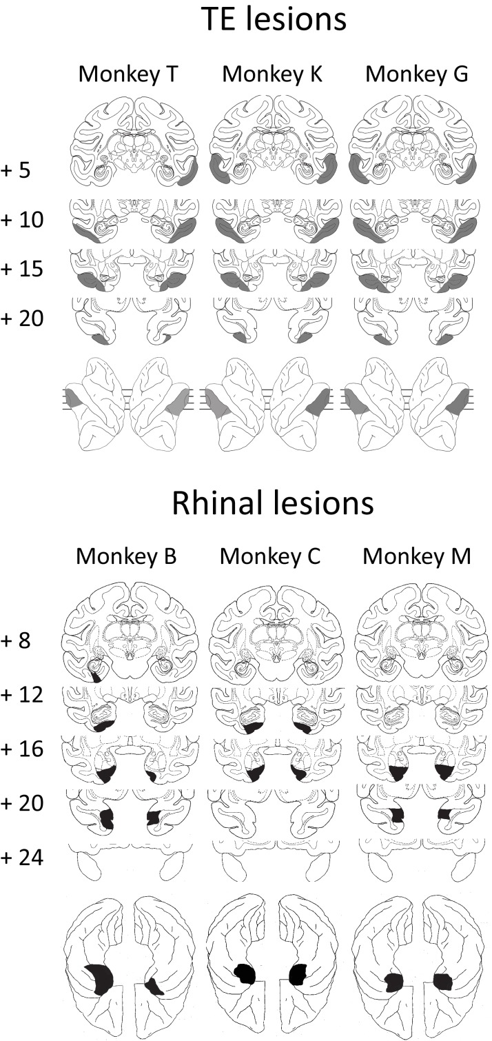 Figure 1—figure supplement 1 .