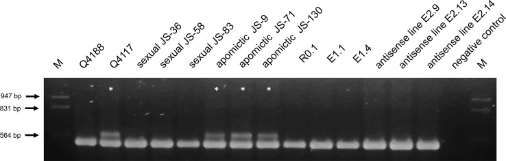 Figure 5