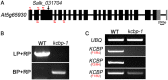 Figure 1—figure supplement 1.