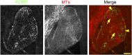 Figure 2—figure supplement 1.