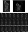 Figure 2—figure supplement 3.
