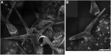 Figure 3—figure supplement 1.
