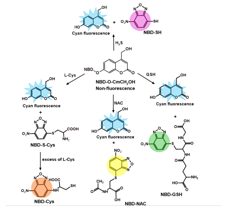 Scheme 4