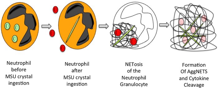 Figure 1