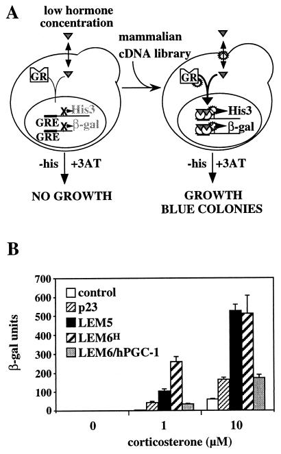 FIG. 1