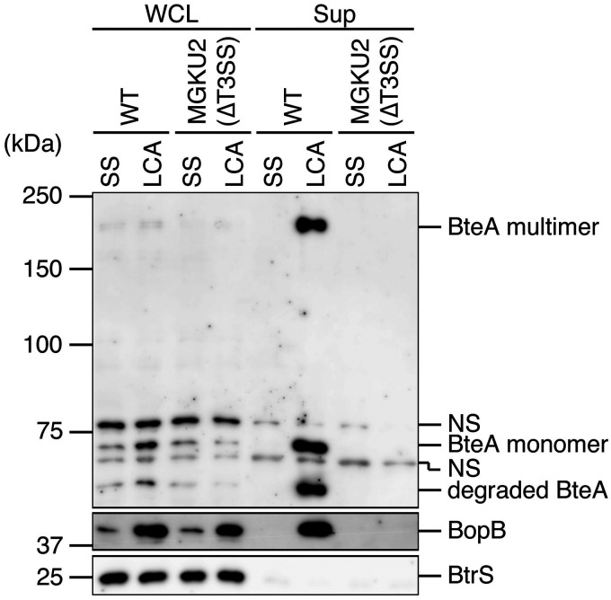 FIG 1