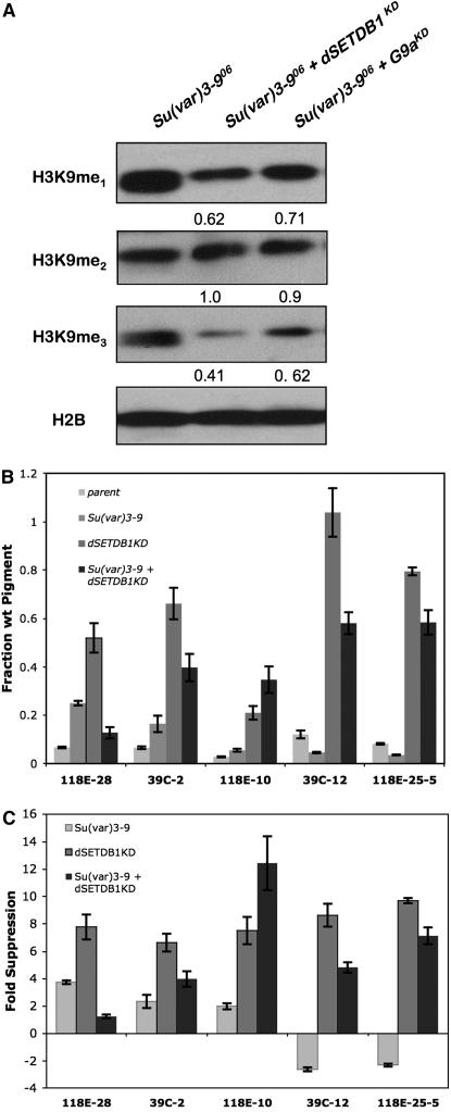 Figure 3.—