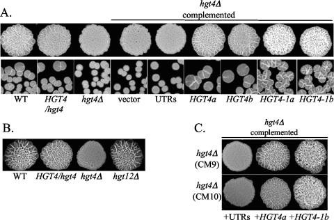 FIG. 4.