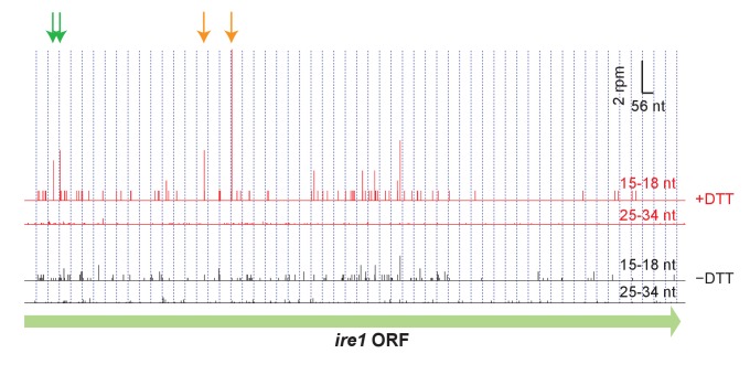 Figure 3—figure supplement 1.