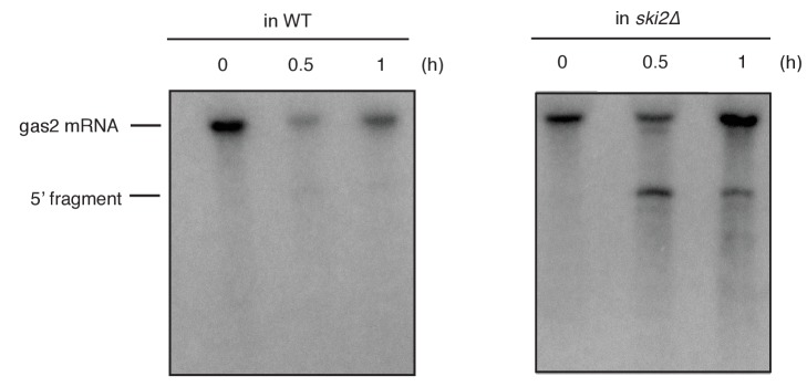 Figure 1—figure supplement 1.