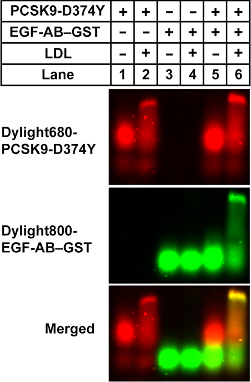 FIGURE 5.