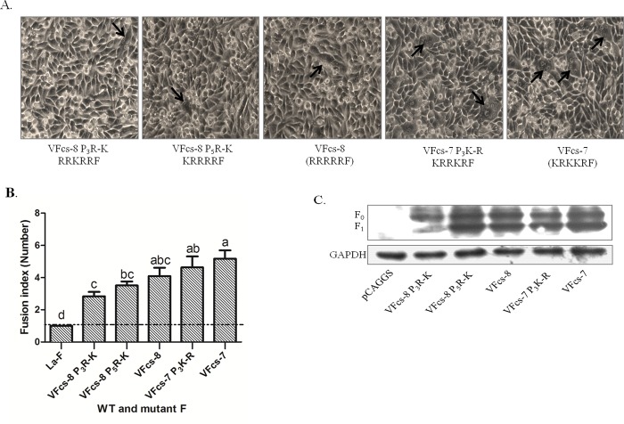 Fig 6