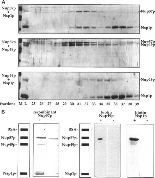 graphic file with name mbc00001-0047-a.jpg