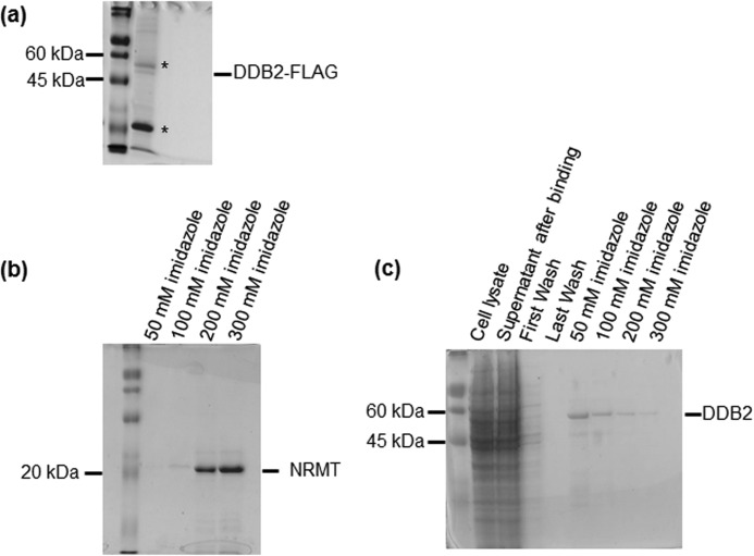 FIGURE 1.