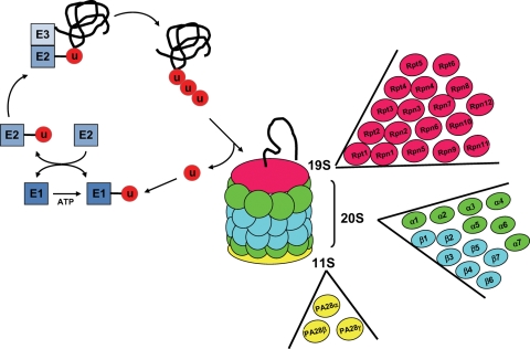 Figure 1