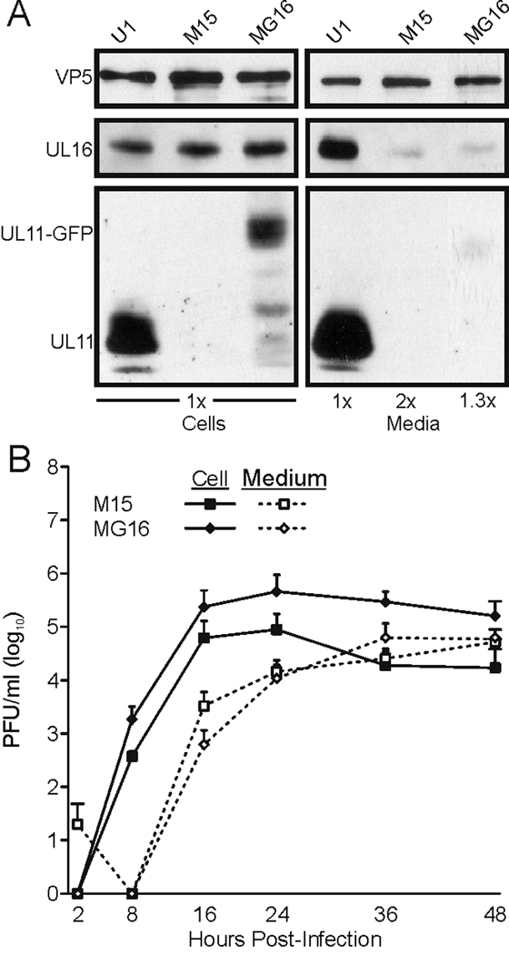 FIG. 7