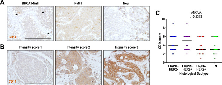 Figure 5—figure supplement 1.