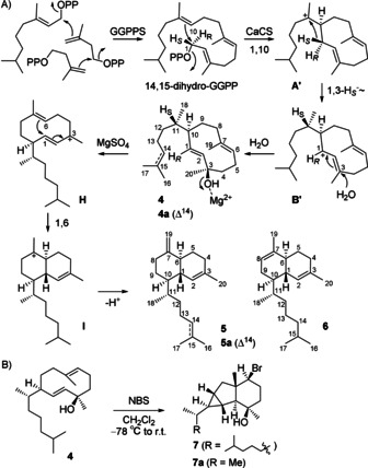 Scheme 2