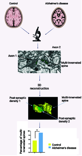 Graphical Abstract