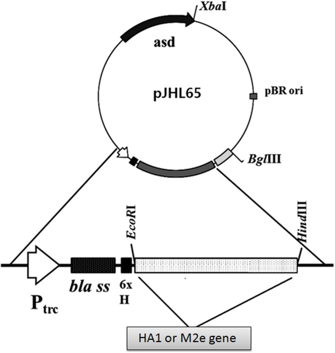 FIGURE 1