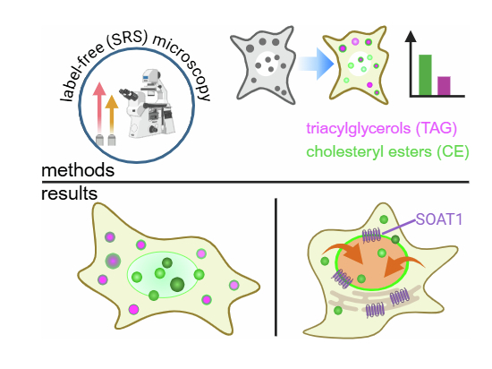 graphic file with name 44318_2025_423_Figa_HTML.jpg