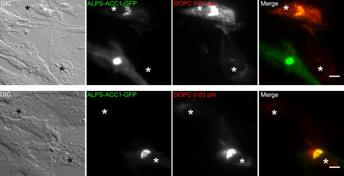 Figure 4—figure supplement 2.