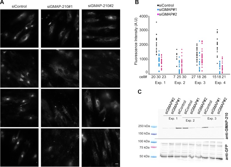 Figure 2—figure supplement 1.