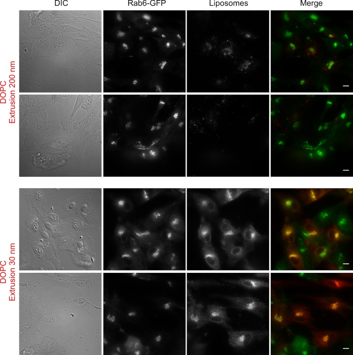 Figure 1—figure supplement 1.