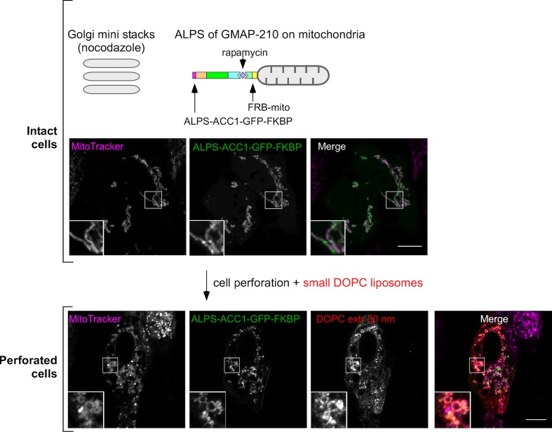 Figure 3—figure supplement 1.