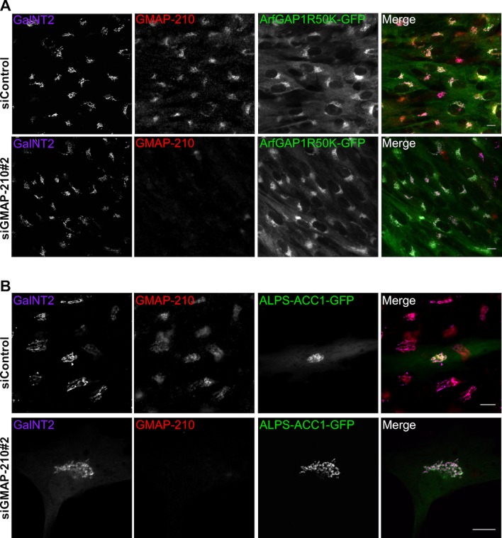 Figure 4—figure supplement 1.